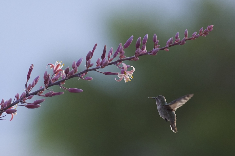 Hummingbird close up near flowers