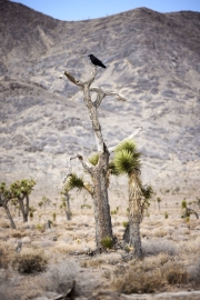 Death Valley Crow sitting on a tree