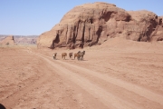 Monument Valley wild horses
