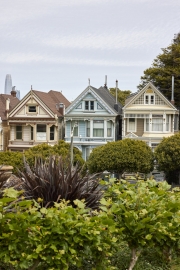 Painted Ladies