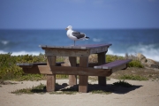 Seagull