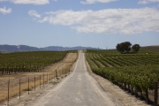 Vineyards in Paso Robles