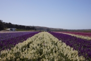 field of flowers