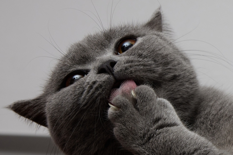 playing-cat_5__0431-22-010583