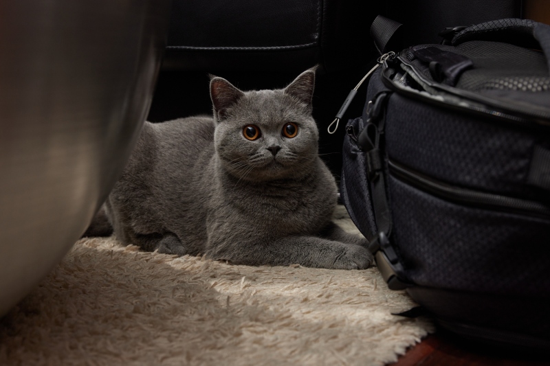 playing-cat_5__0492-22-010644