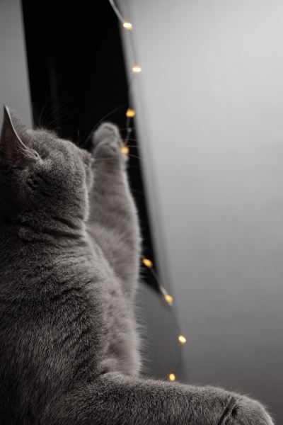 playing-cat_5__0635-22-010787