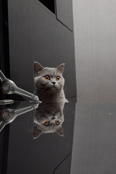 playing-cat_5__0647-22-010799