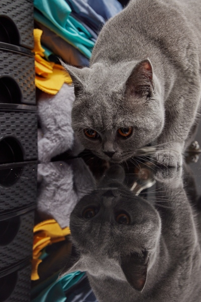 playing-cat_5__0648-22-010800