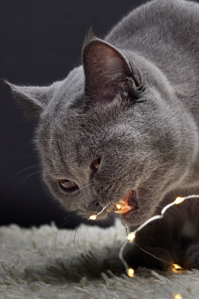 playing-cat_5__0652-22-010804